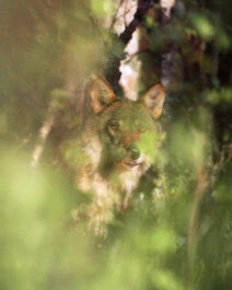 Ingmar Muusikuse fotonäitus „Lähedal. Metsikute naabrite portreed“