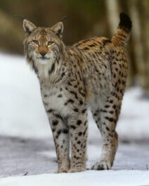 Ingmar Muusikuse fotonäitus „Lähedal. Metsikute naabrite portreed“